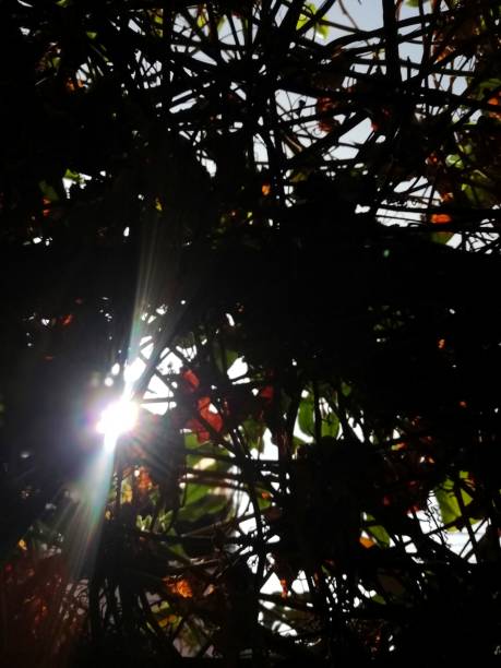 istock ray of light comes from the dry branches and leaves 1343692747