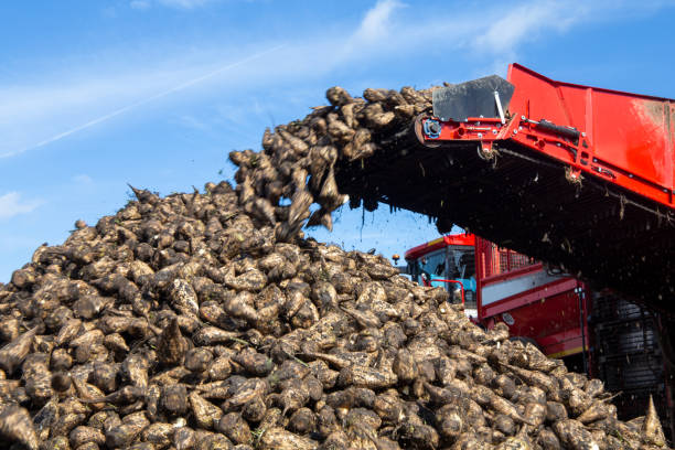 sugar beet harvest in the palatinate, germany - sugar beet beet field vegetable imagens e fotografias de stock