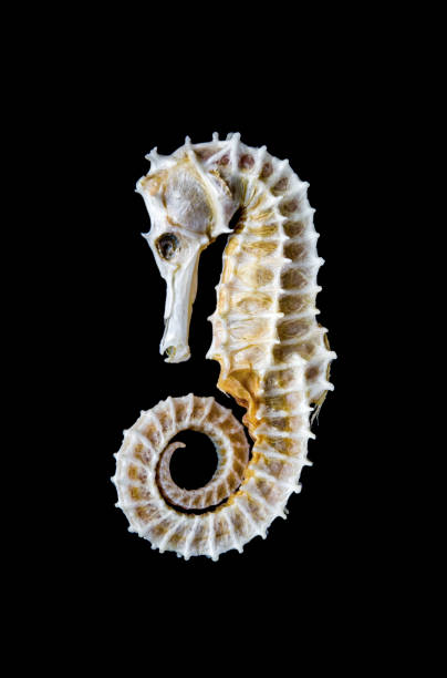 Dried seahorse skeleton isolated on a black background