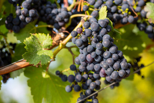 istock Close up of ripe blue grapes on vine 1343692796
