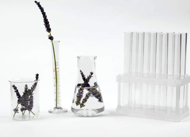 istock Fresh lavender flowers, laboratory flasks and test tubes on a white background. Lavender product development 1343692980