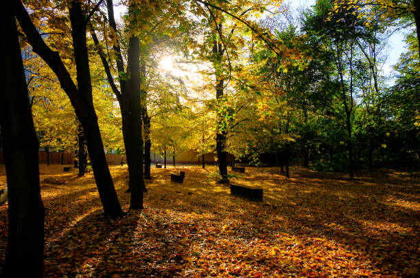 Backlit trees and golden leaves.