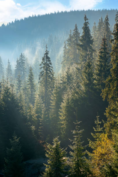 istock coniferous forest at foggy sunrise 1343694011