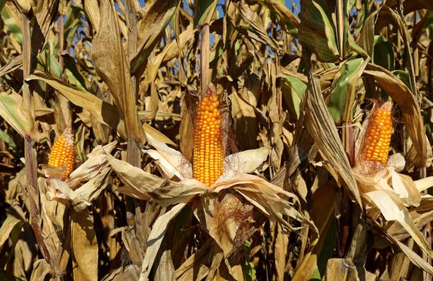 istock Three ripe golden cobs on the plant. 1343695570