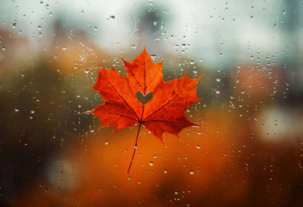 istock A beautiful maple leaf with a heart inside on a wet window with rain drops. Autumn mood. Valentine's Day 1343695885