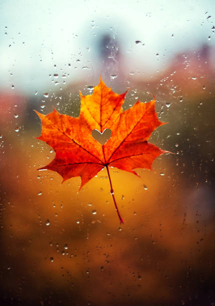 istock A beautiful maple leaf with a heart inside on a wet window with rain drops. Autumn mood. Valentine's Day 1343695992