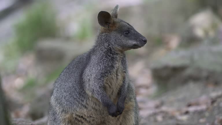 The swamp wallaby (Wallabia bicolor) sitting on grass. Known as the black wallaby.