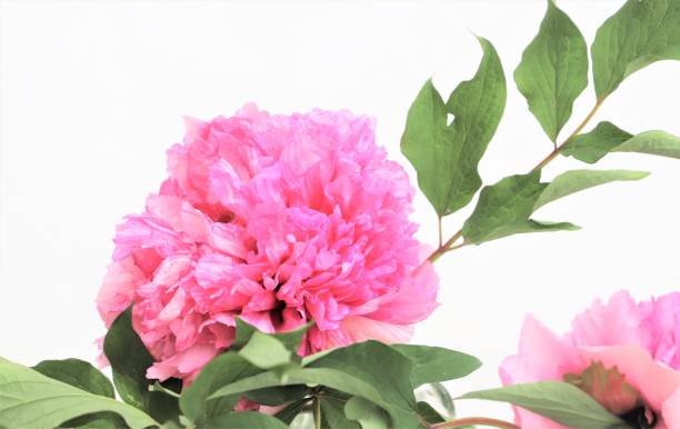istock close-up of a peony in a vase 1343703323