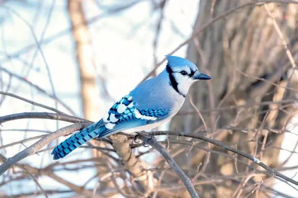 Photo of Blue Jay - Winter