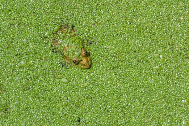 Frogs camouflaged in duckweed in a swamp. France, Alsace.