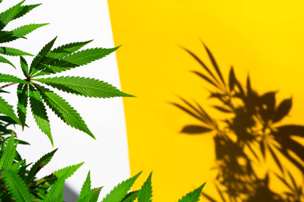 istock A cannabis bush in bright light with a white and yellow background with a shadow. Medicinal marijuana leaves of the Jack Herer variety are a hybrid of sativa and indica. Growing a home plant 1343712524