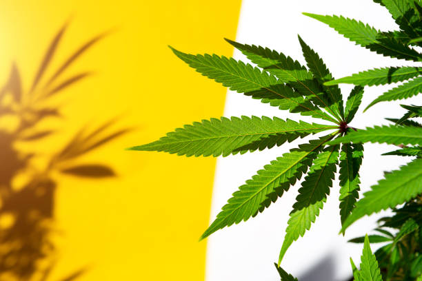 istock A cannabis bush in bright light with a white and yellow background with a shadow. Medicinal marijuana leaves of the Jack Herer variety are a hybrid of sativa and indica. Growing a home plant 1343712530