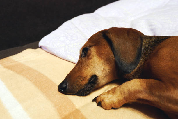 istock Head of a dachshund 1343713134