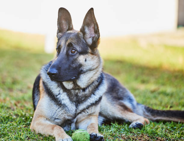 pełnometrażowe ujęcie uroczego owczarka niemieckiego leżącego na trawie na zewnątrz podczas dnia w domu - dog retrieving german shepherd pets zdjęcia i obrazy z banku zdjęć