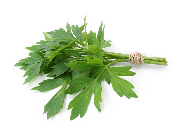 Lovage Lovage isolated on white background lovage stock pictures, royalty-free photos & images
