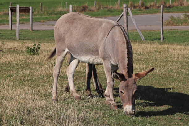 istock Anesse - Donkey Female. 1343718981