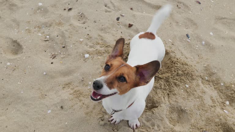 Dog Jack Russell Terrier stands on golden sand on seashore and looks affectionately at the owner wagging his tail during a summer walk slow motion. Cute dog, pet