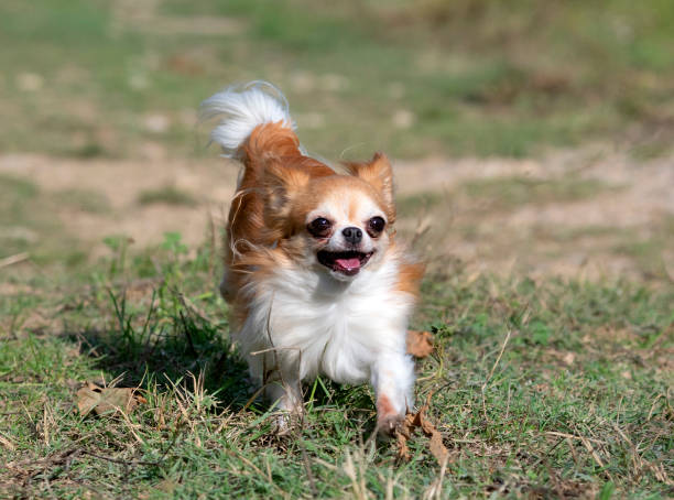 istock little chihuahua running 1343719435