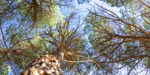 istock view of the blue sky between pine branches 1343720559