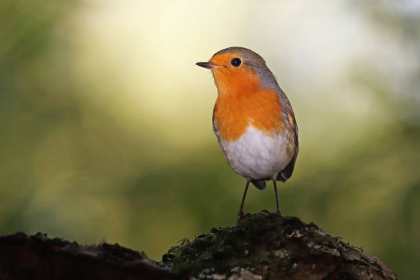 istock Rougegorge familier - European Robin (Erithacus rubecula). 1343724451