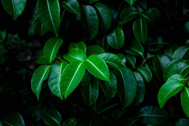 Close-up of a textured green leaves, highlighting natural patterns and depth in a forest setting.