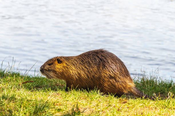 istock Nutria on the river bank, water in the background 1343729663