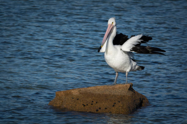 istock Pelican Perched On Isolated Rock Nature 1343730254