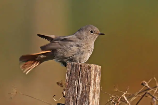 24 september 2021, Aéroparc, Basse Yutz, Yutz, Portes de France, Moselle, Lorraine, Grand Est, France. In a public park, a female Black Redstart perched on a high point to observe the surroundings. It makes a characteristic tail movement.