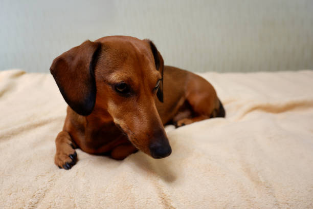 istock Portrait of a dachshund 1343732995