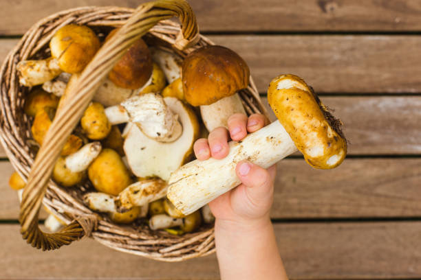 istock A toddlers hand touching a basket with freshly picked mushrooms 1343734860