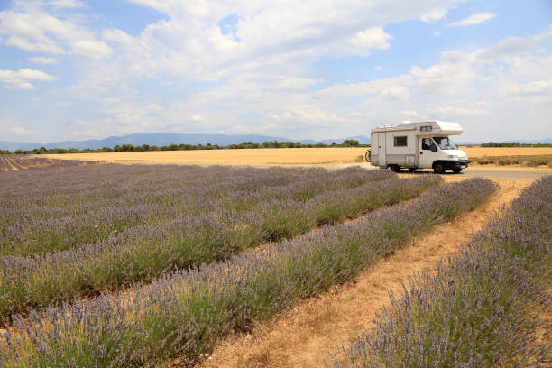 istock lavender fields in provence france 1343748849