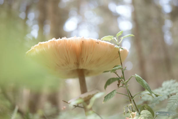 mushroom toadstool is not edible. Autumn mushroom picking. Hobbies in nature