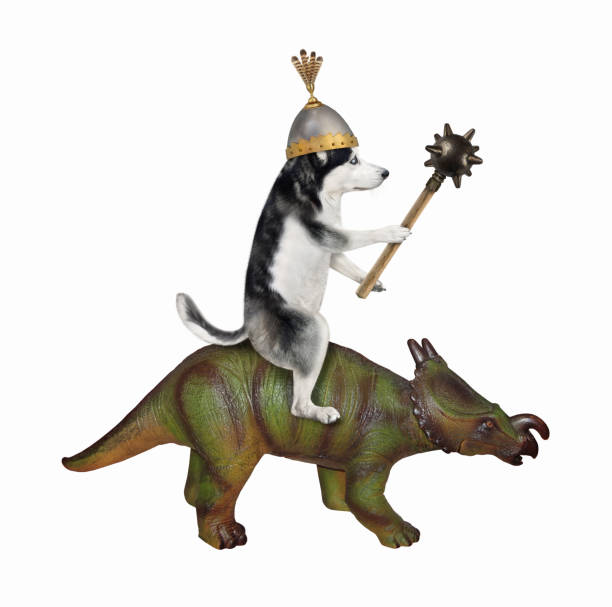istock Dog husky with mace riding triceratops 1343756261