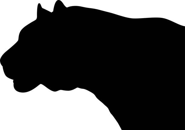 istock Black silhouette of a tiger's head, isolated on a white background. 1343757420
