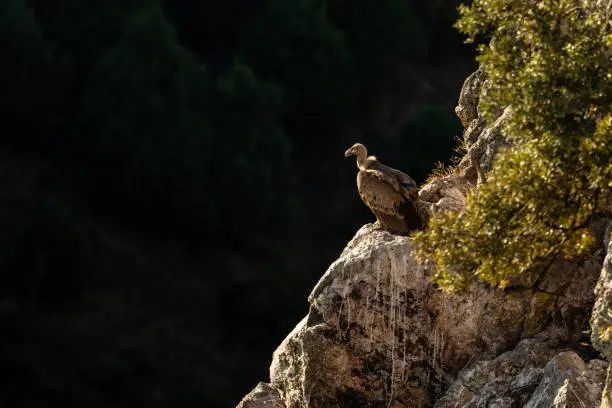 Photo of Griffon vulture perched on a cliff