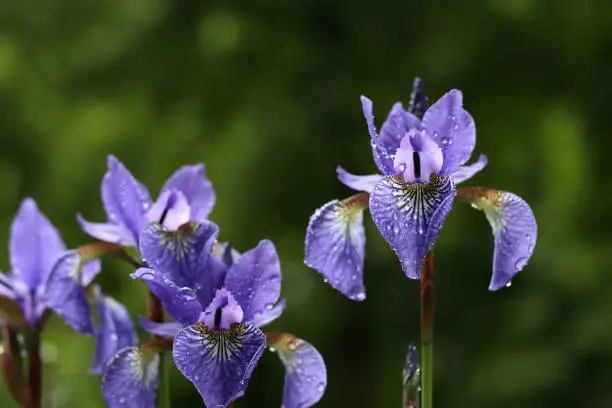 Photo of Nature concept for design.Iris germanica is in the family Iridaceae. Closeup of purple flower bearded iris in garden. Beautiful large purple flower on a green natural background.Iris germanica.