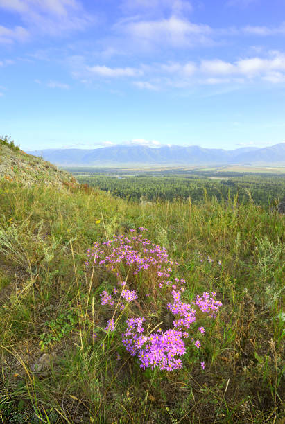 istock Mountain flowers over the Uimon Valley 1343762224