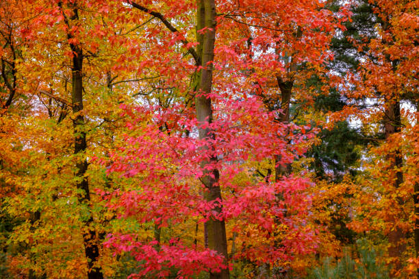 Fall Colors