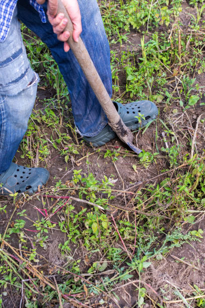 istock Farmer digs young yellow potatoes 1343765855