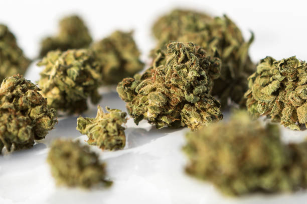 istock Marijuana pieces on a isolated white background 1343769344