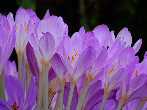 close up of multiple autumn timeless purple flowers (Colchicum autumnale)