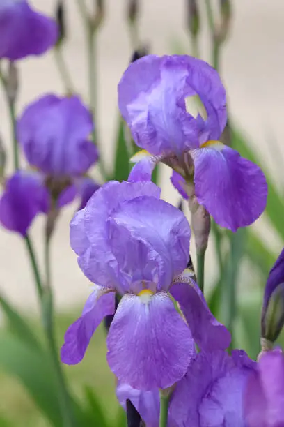 Purple Iris germanica.Beautiful large head of iris.Banner beautiful iris flower grow in the garden.Drops of water after rain on tender purple petals of beautiful large flower.Nature concept for desing