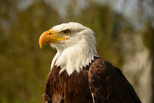 a golden eagle on a perch on a\nmountain