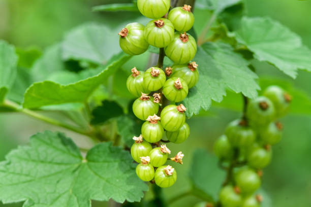 庭の新鮮な緑のグースベリー。グースベリーブッシュの枝に成長有機ベリーのクローズアップ。 - gooseberry fruit growth green ストックフォトと画像