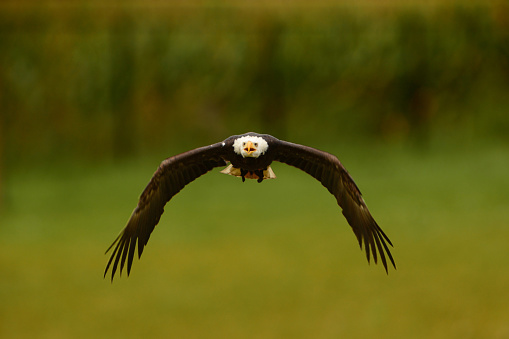 Falconry: front view of a single bald eagle flying low with flapping wings.