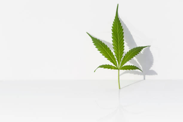 istock Marijuana plant on isolated white background 1343770629