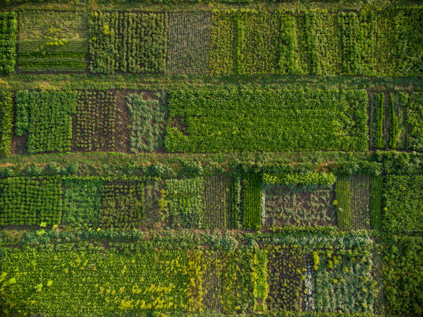 istock Green vegetable garden, aerial view 1343770881