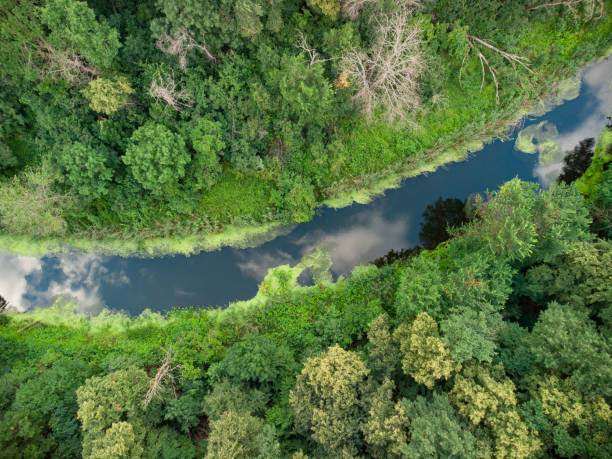 istock Aerial view over the river which is on the green forest. 1343770885