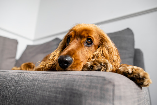 A shot of a cute redhead cocker spaniel sitting on the sofa looking at the camera.