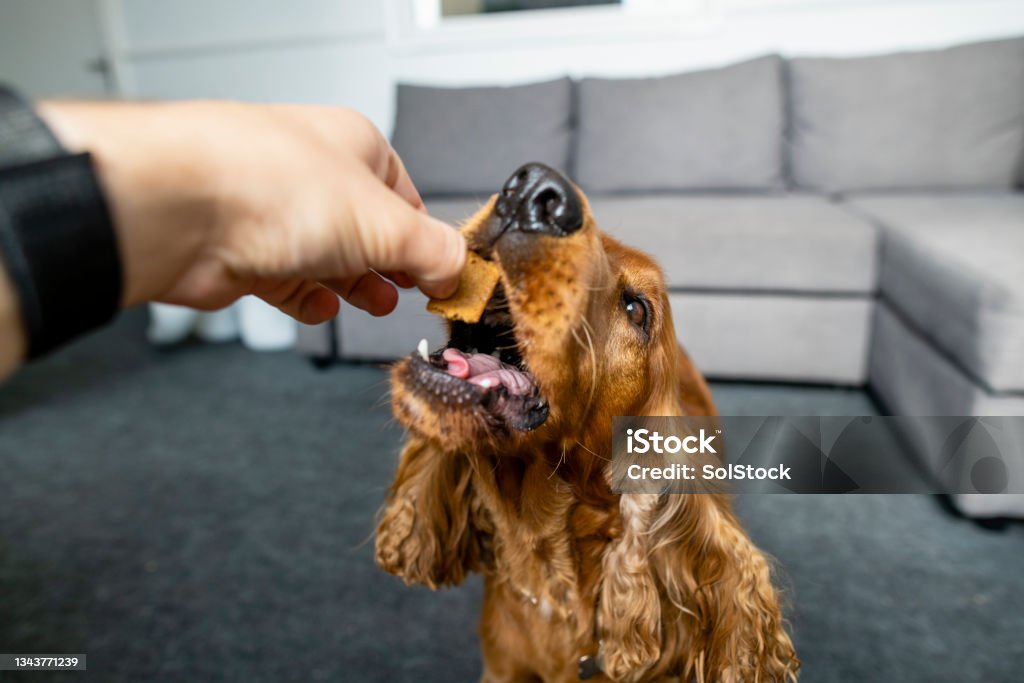 Treats For a Good Boy! A shot of a cute redhead cocker spaniel sitting on the carpet, he is biting a dog treat. Dog Biscuit Stock Photo